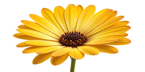 Yellow Daisy Blossom Isolated on Transparent Background – High-Resolution Botanical Photo
Close-Up of Single Yellow Daisy Flower with Dark Center on Transparent Background