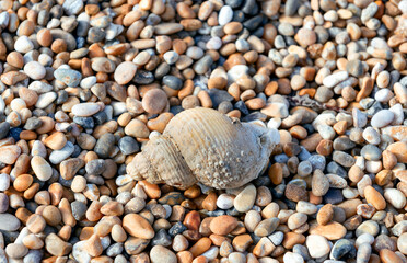 Old seashell Common Whelk or European Whelk