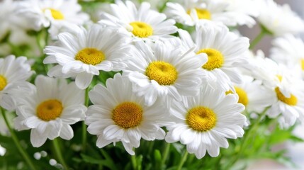 Fototapeta premium A vibrant bouquet of white daisies with yellow centers surrounded by lush green leaves symbolizes purity and new beginni