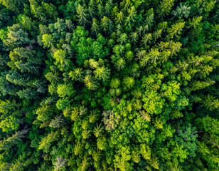 Forest Canopy Pattern