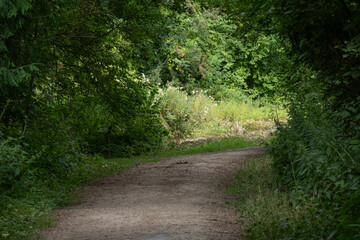 Forest lane in a lush green area.