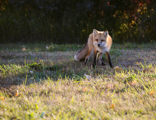 Red fox