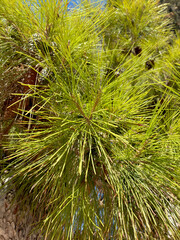 Vibrant green pine needles closeup, fluffy lime texture perfect for fresh, natural backgrounds.
