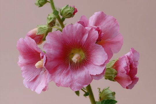 Pink Hollyhock Flowers Against a Soft Pink Background - Powered by Adobe