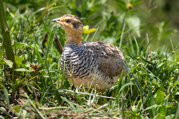Quail-like bird hiding and foraging in the tall grass of Lake Nakuru National Park Kenya