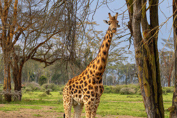 Rothschild's Giraffe looking directly at camera standing between acacia trees in Lake Nakuru National Park Kenya