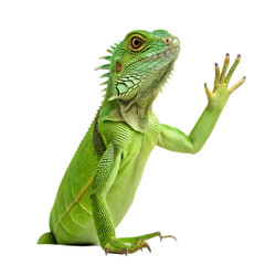 Fototapeta premium A green iguana with its arm raised isolated on a black background looking up and to the right side