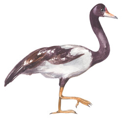 Magpie goose Australian native bird. Watercolor hand drawing painted illustration.