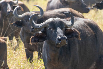 African Cape Buffalo grazing on the vast savannah plains of the Masai Mara National Reserve during a game drive in Kenya