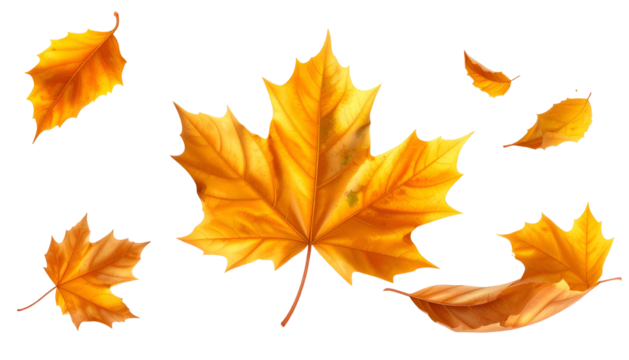 Collection of various golden-hued, stylized leaves against a deep black backdrop