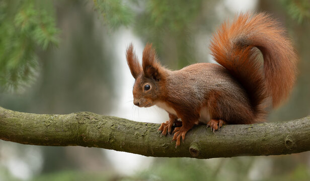 Eurasian Red Squirrel on a Branch