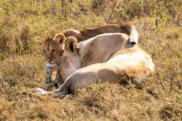 Fototapeta premium Lion cub lovingly snuggles with its mother in the tall grass of the Serengeti National Park