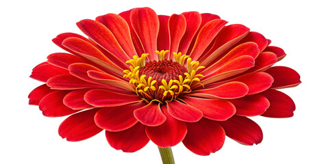 Vibrant Red Zinnia Flower with Yellow Center Isolated on Transparent Background
Close-up of Blooming Red Zinnia with Layered Petals and Detailed Textures