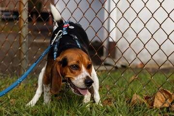 Beagle dog on a leash by a fence in a squatting pose