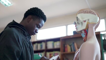 Young African American male student taking notes while studying a human anatomy model in a classroom library