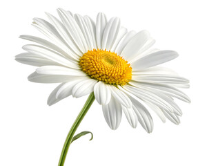 Isolated Daisy Flower with White Petals and Yellow Center on Black Background Detailed Studio Shot