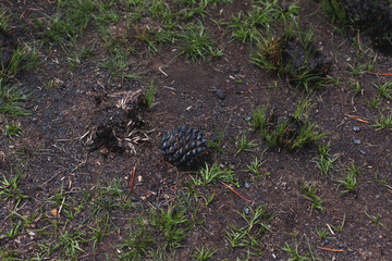 Obraz premium Photograph of plants (grasslands) burned by forest fire. Concept of the environment.