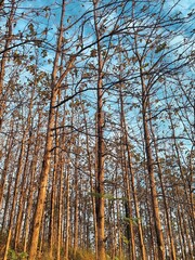 Morning sunlight hits the teak forest in the dry season