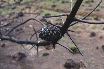 Photograph of trees (pines) burned by forest fire. Concept of the environment.