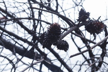 Photograph of trees (pines) burned by forest fire. Concept of the environment.