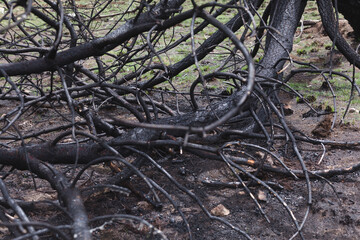 Photograph of trees (pines) burned by forest fire. Concept of the environment.
