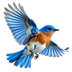Vibrant blue and orange bird in flight (1)