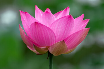 lotus flower in the garden