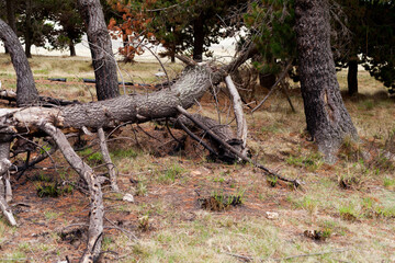 Photograph of trees (pines) burned by forest fire. Concept of the environment.