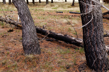 Photograph of trees (pines) burned by forest fire. Concept of the environment.