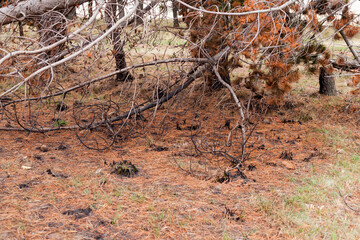 Photograph of trees (pines) burned by forest fire. Concept of the environment.