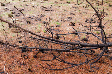 Photograph of trees (pines) burned by forest fire. Concept of the environment.