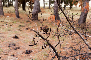 Photograph of trees (pines) burned by forest fire. Concept of the environment.