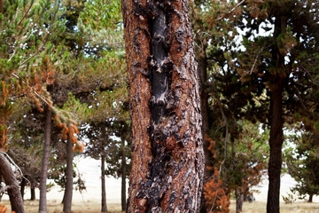 Photograph of trees (pines) burned by forest fire. Concept of the environment.