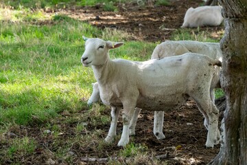 Obraz premium close up portrait of a shorn sheep standing by a tree