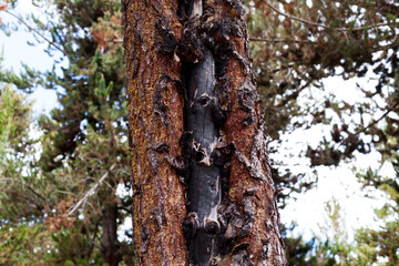 Photograph of trees (pines) burned by forest fire. Concept of the environment.