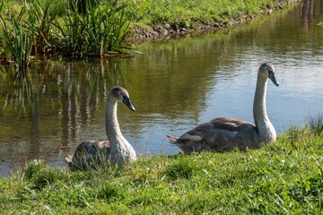 mute swan cygnus olor cygnets resting on the river bank