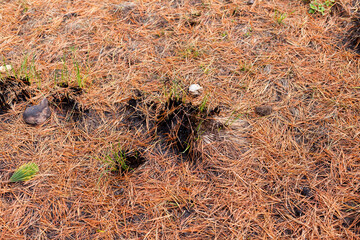 Photograph of plants (grasslands) burned by forest fire. Concept of the environment.
