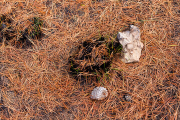 Photograph of plants (grasslands) burned by forest fire. Concept of the environment.