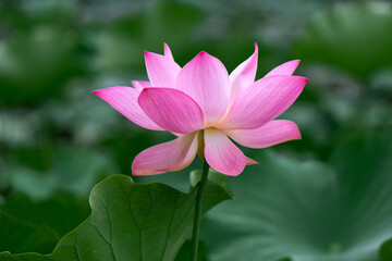 Obraz premium A close-up of lotus leaves and lotus flowers against a green outdoor background in summer