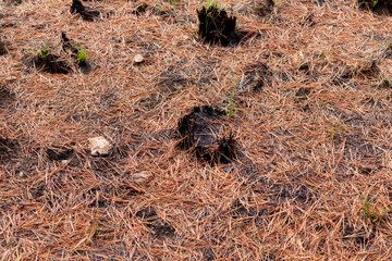 Photograph of plants (grasslands) burned by forest fire. Concept of the environment.