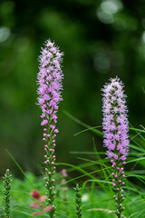 purple flower of a thistle