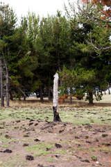 Photograph of trees (pines) burned by forest fire. Concept of the environment.