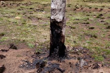 Photograph of trees (pines) burned by forest fire. Concept of the environment.