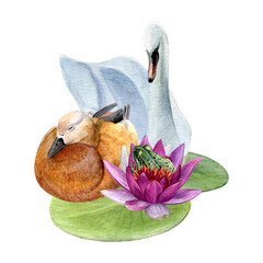 Watercolor composition of brown duck, white swan, pond frog and lotus with water lily leaves. Good for postcards, invitations, greeting cards.