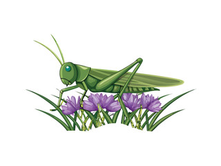 Closeup macro of a green grasshopper or insect on a leaf, sometimes isolated on a white background