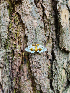 Abraxas sylvata moth on tree bark close-up