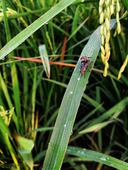 A pair of flies mating on a rice leaf