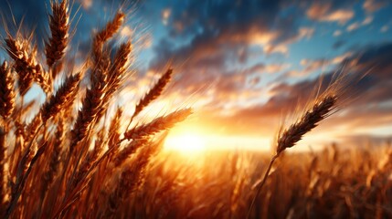 A vibrant scene of golden wheat swaying in a field against a stunning sunset backdrop, capturing the essence of nature's beauty and tranquility during twilight hours.