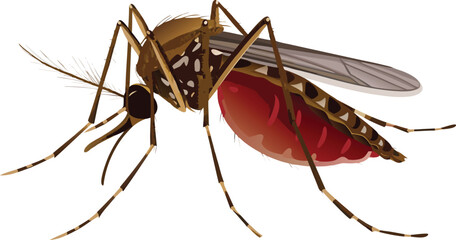 Macro close-up of a mosquito sucking blood isolated on a white background, detailing the insect pest