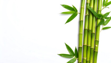 Fresh Green Bamboo Stems and Leaves Against a Clean White Background.